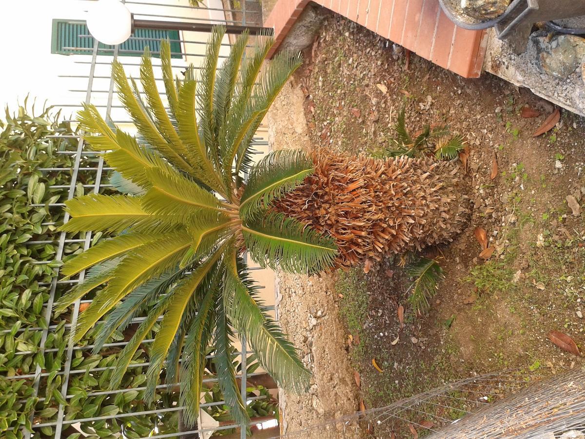 Au Cavettu B&B Varazze Esterno foto